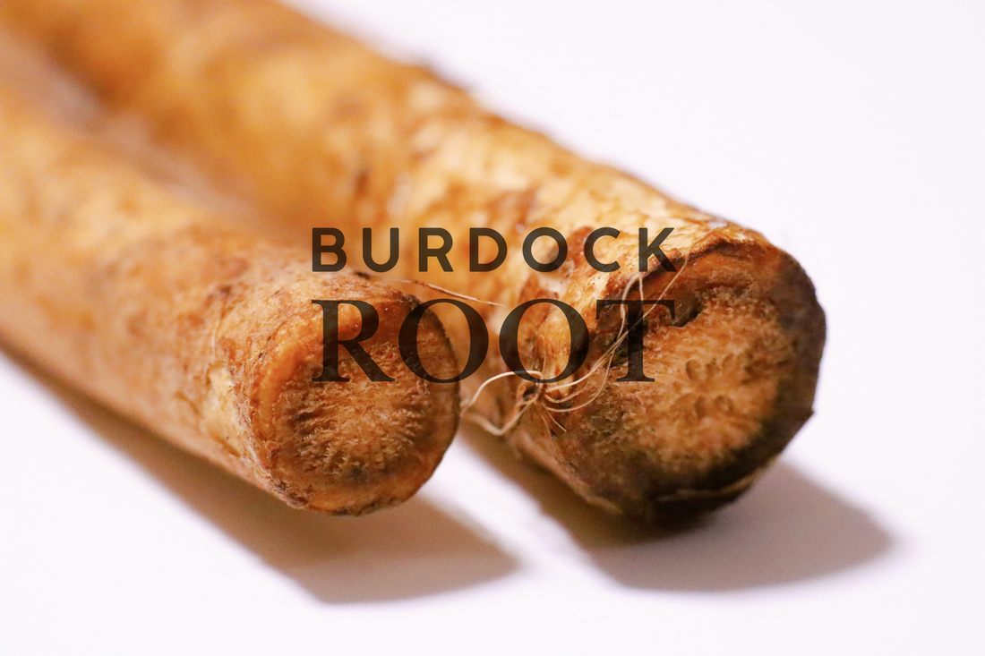 5 Benefits to use Burdock Root